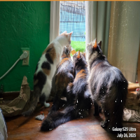 CATS